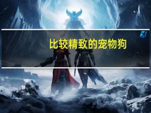 比较精致的宠物狗