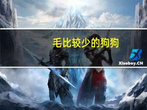 毛比较少的狗狗