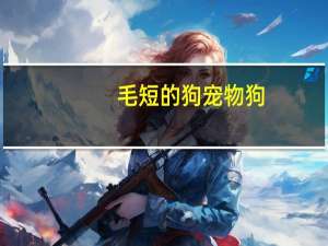 毛短的狗宠物狗