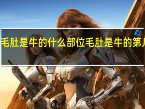 毛肚是牛的什么部位 毛肚是牛的第几个胃
