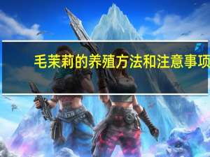 毛茉莉的养殖方法和注意事项