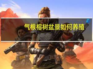 气根榕树盆景如何养殖
