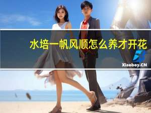 水培一帆风顺怎么养才开花