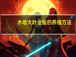 水培大叶金钻的养殖方法