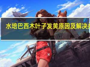 水培巴西木叶子发黄原因及解决办法
