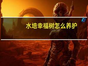 水培幸福树怎么养护
