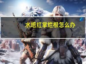 水培红掌烂根怎么办