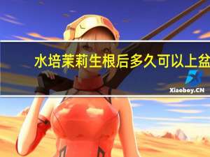 水培茉莉生根后多久可以上盆