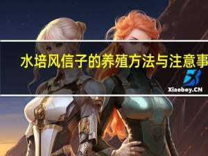 水培风信子的养殖方法与注意事项