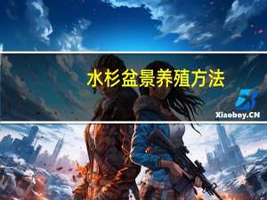 水杉盆景养殖方法