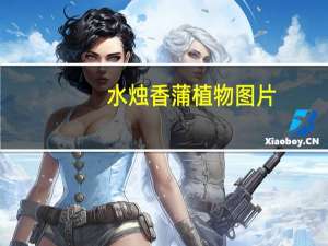 水烛香蒲植物图片（水烛）