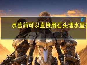 水菖蒲可以直接用石头埋水里么