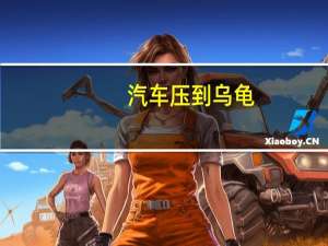 汽车压到乌龟