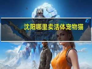 沈阳哪里卖活体宠物猫