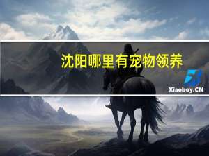 沈阳哪里有宠物领养