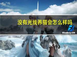 没有光线养猫会怎么样吗