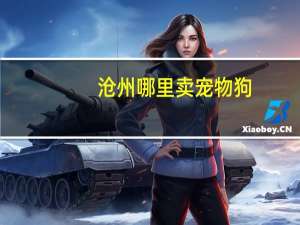 沧州哪里卖宠物狗