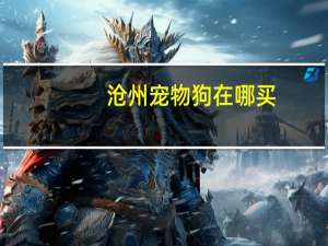 沧州宠物狗在哪买