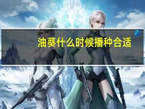 油葵什么时候播种合适