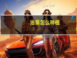 油葵怎么种植