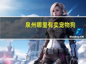 泉州哪里有卖宠物狗