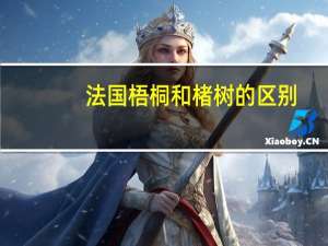 法国梧桐和楮树的区别