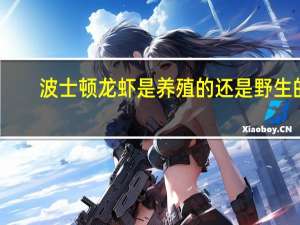 波士顿龙虾是养殖的还是野生的