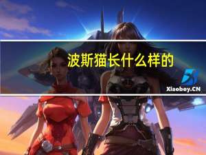 波斯猫长什么样的