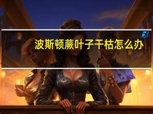 波斯顿蕨叶子干枯怎么办