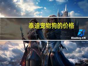 泰迪宠物狗的价格