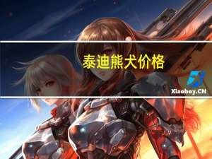 泰迪熊犬价格