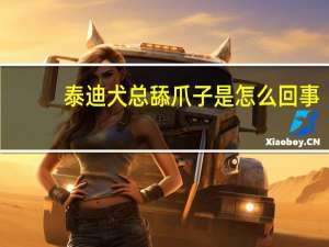 泰迪犬总舔爪子是怎么回事