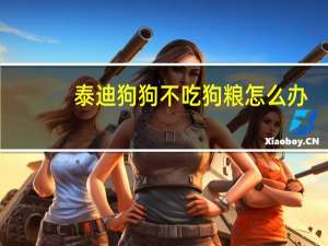 泰迪狗狗不吃狗粮怎么办