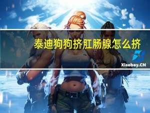 泰迪狗狗挤肛肠腺怎么挤