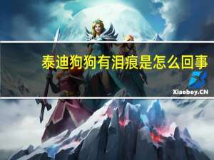 泰迪狗狗有泪痕是怎么回事