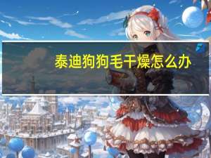 泰迪狗狗毛干燥怎么办