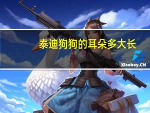 泰迪狗狗的耳朵多大长