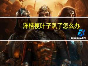 洋桔梗叶子趴了怎么办