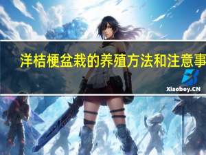 洋桔梗盆栽的养殖方法和注意事项