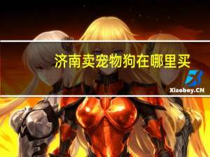 济南卖宠物狗在哪里买
