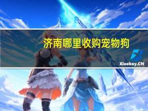 济南哪里收购宠物狗