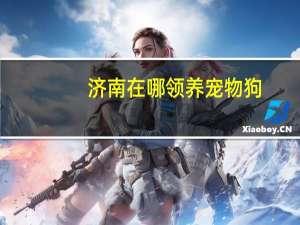 济南在哪领养宠物狗