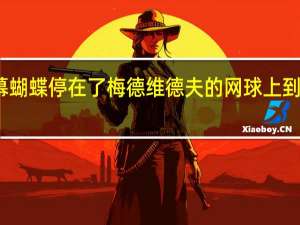 浪漫一幕蝴蝶停在了梅德维德夫的网球上 到底什么情况呢