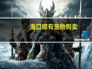 海口哪有宠物狗卖