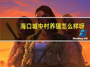 海口城中村养猫怎么样呀