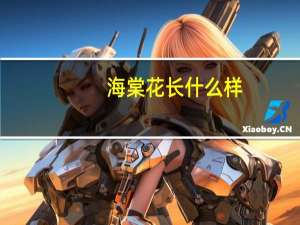 海棠花长什么样