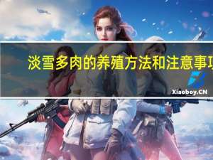 淡雪多肉的养殖方法和注意事项