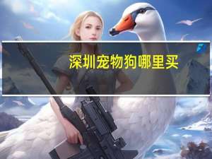 深圳宠物狗哪里买