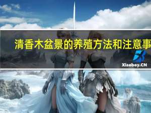 清香木盆景的养殖方法和注意事项