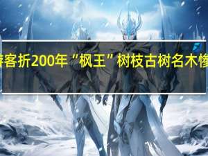 游客折200年“枫王”树枝 古树名木惨遭破坏